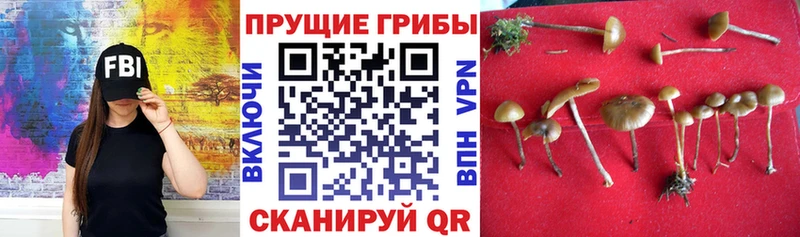 Галлюциногенные грибы GOLDEN TEACHER Боготол